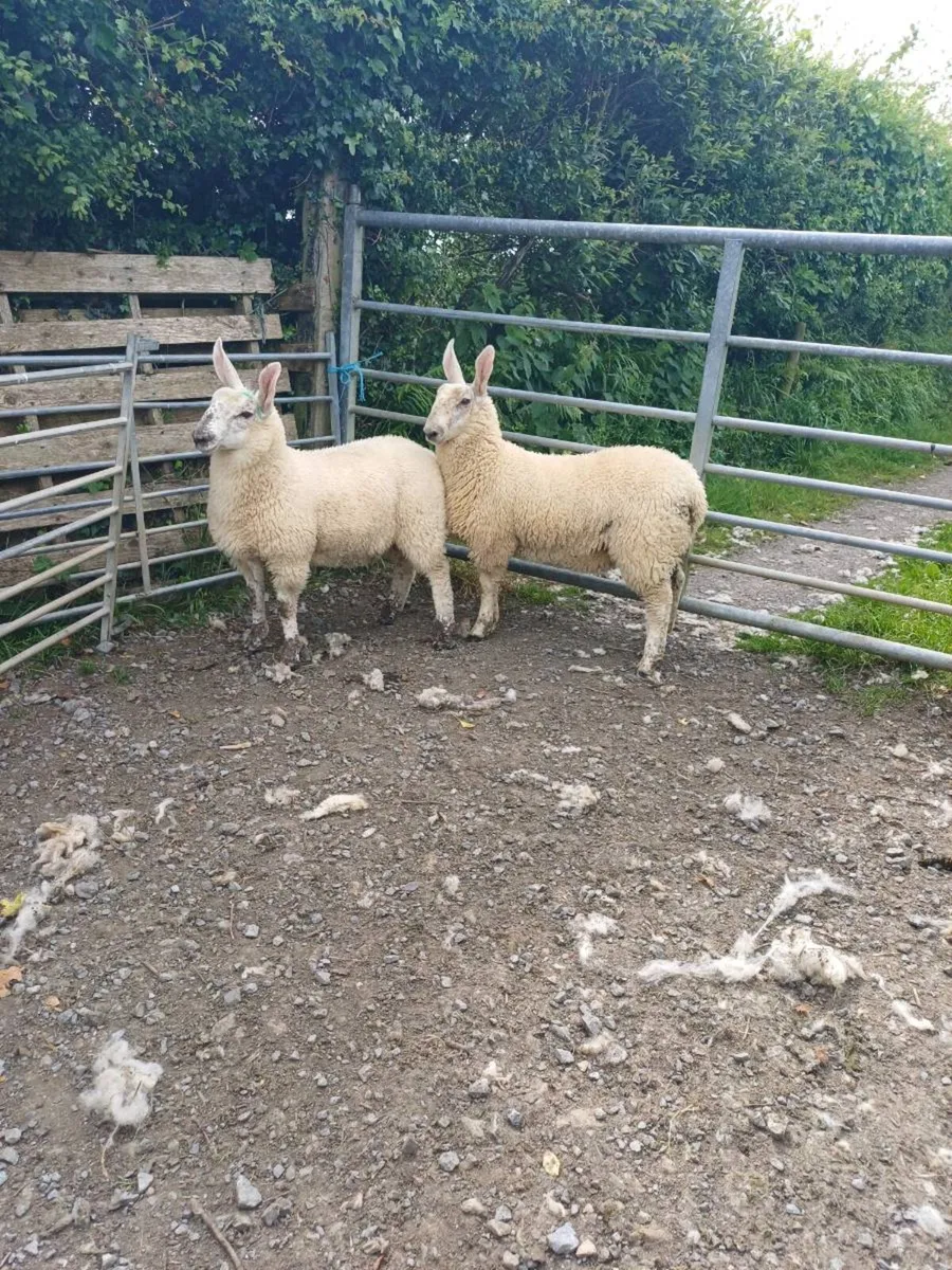 Sheep - Image 4
