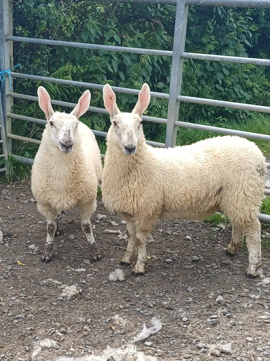 Sheep - Image 1