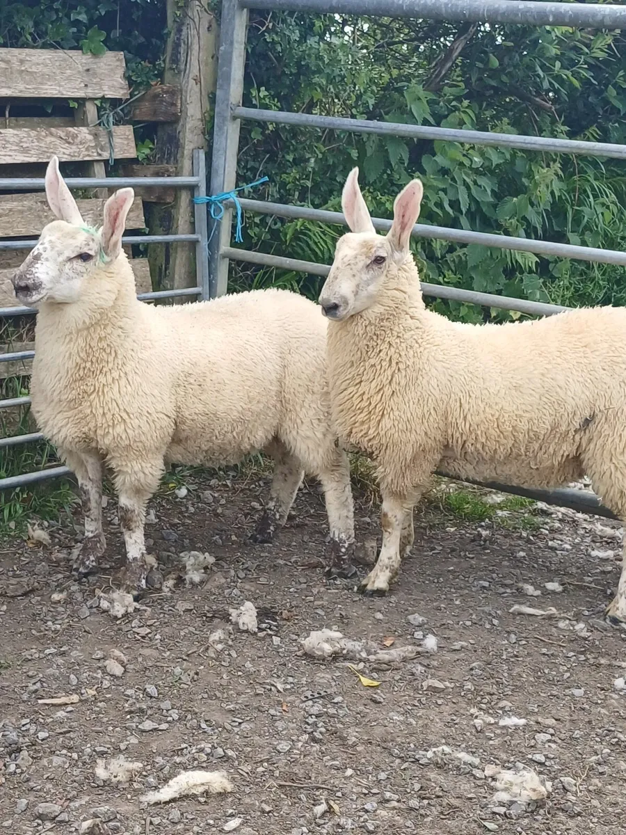 Sheep - Image 2