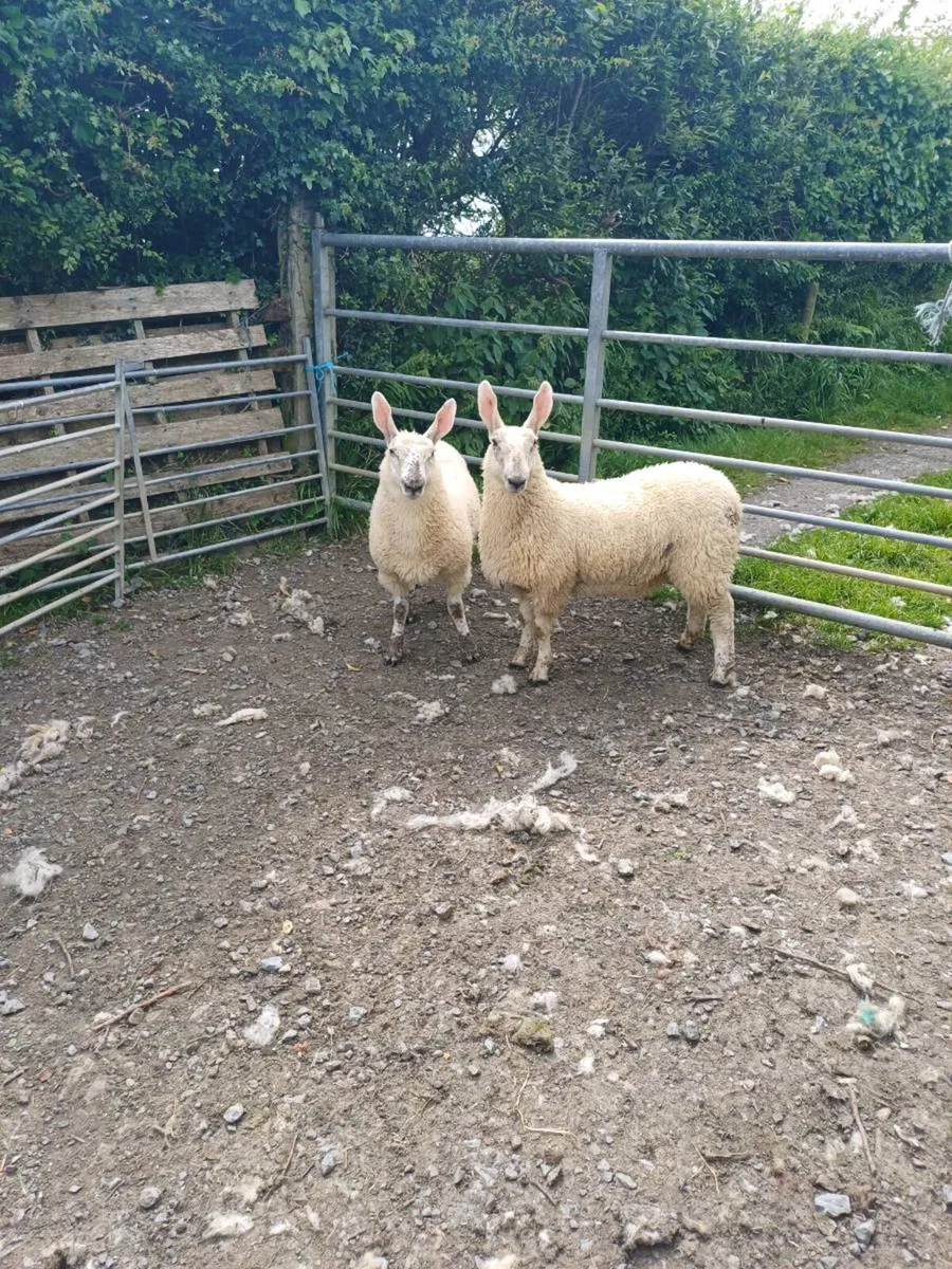 Sheep - Image 3
