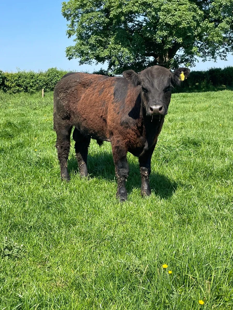 Breeding bulls - Image 1