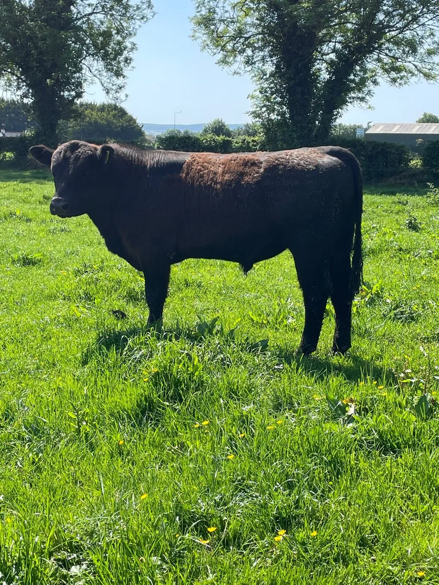 Breeding bulls - Image 2