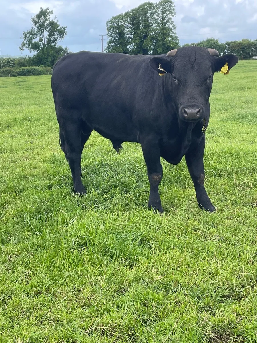 Breeding bulls - Image 3