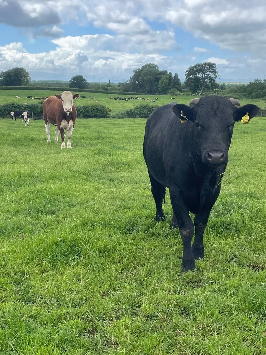 Breeding bulls - Image 4