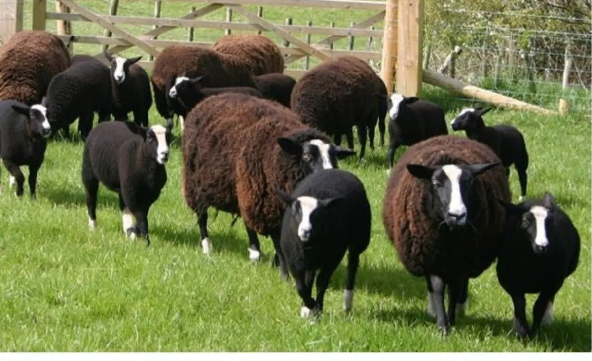 Zwartable ewe lambs - Image 1