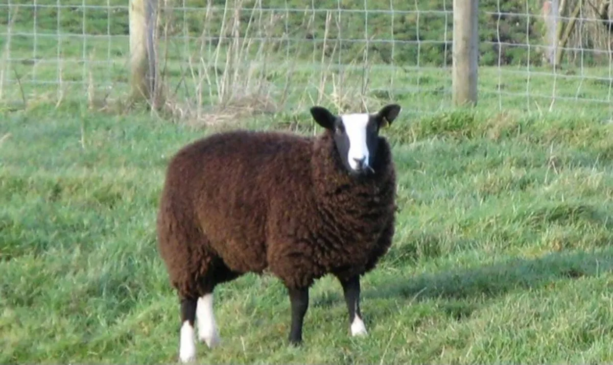 Zwartable ewe lambs - Image 2