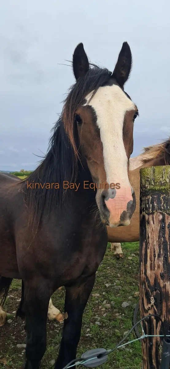 3 yr old cob 15hh - Image 2