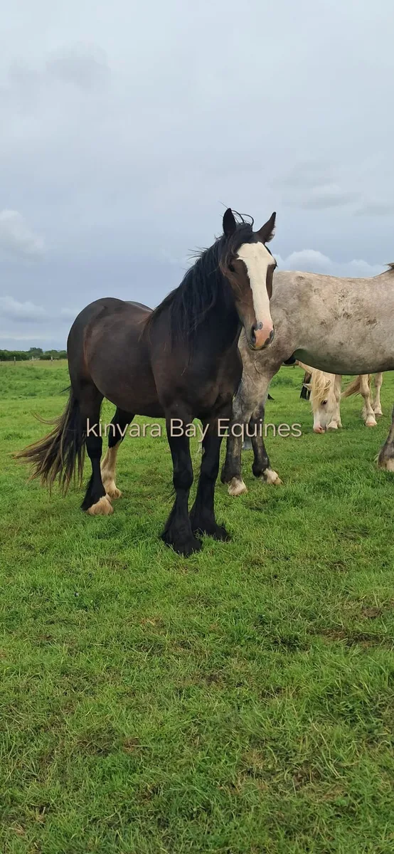 3 yr old cob 15hh - Image 3