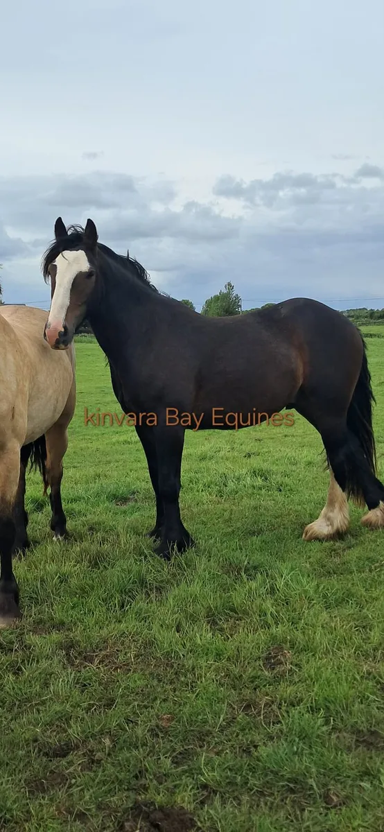 3 yr old cob 15hh - Image 1