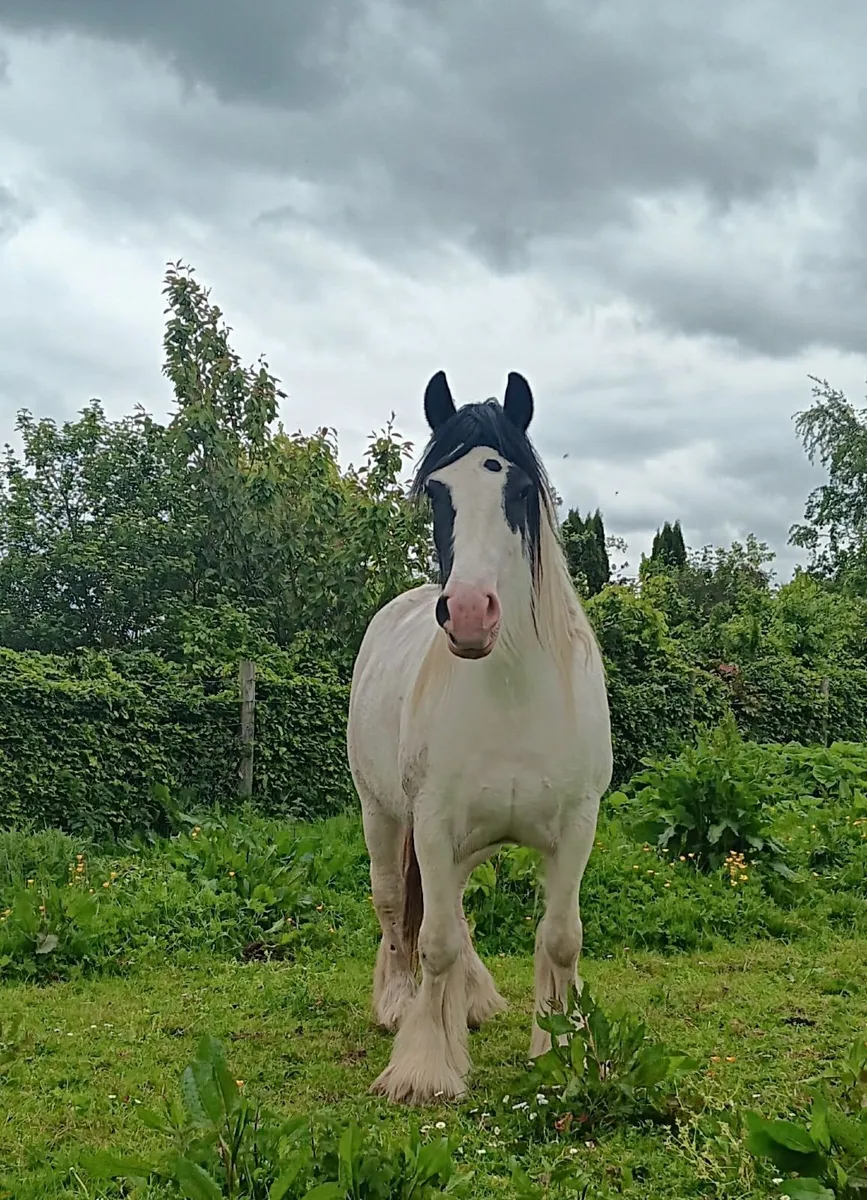 Heavy Cob Filly - Image 1
