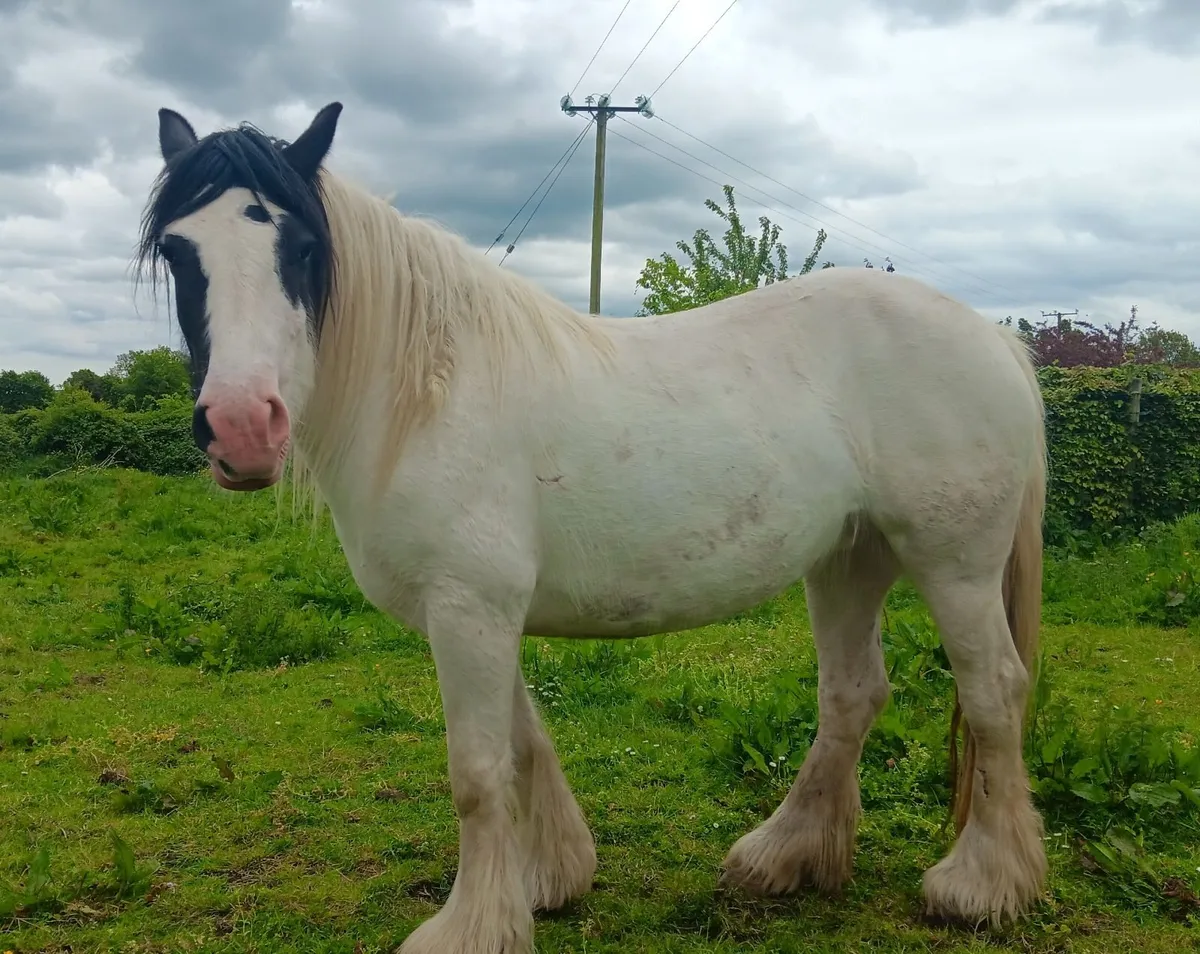 Heavy Cob Filly - Image 2