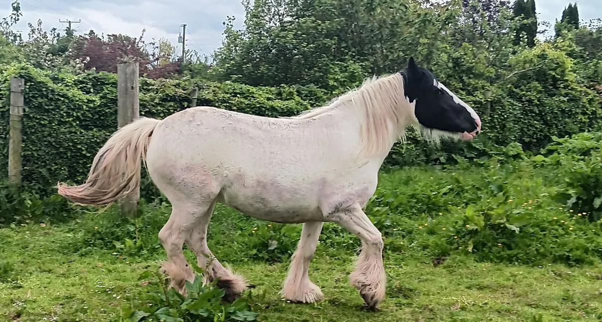Heavy Cob Filly - Image 3