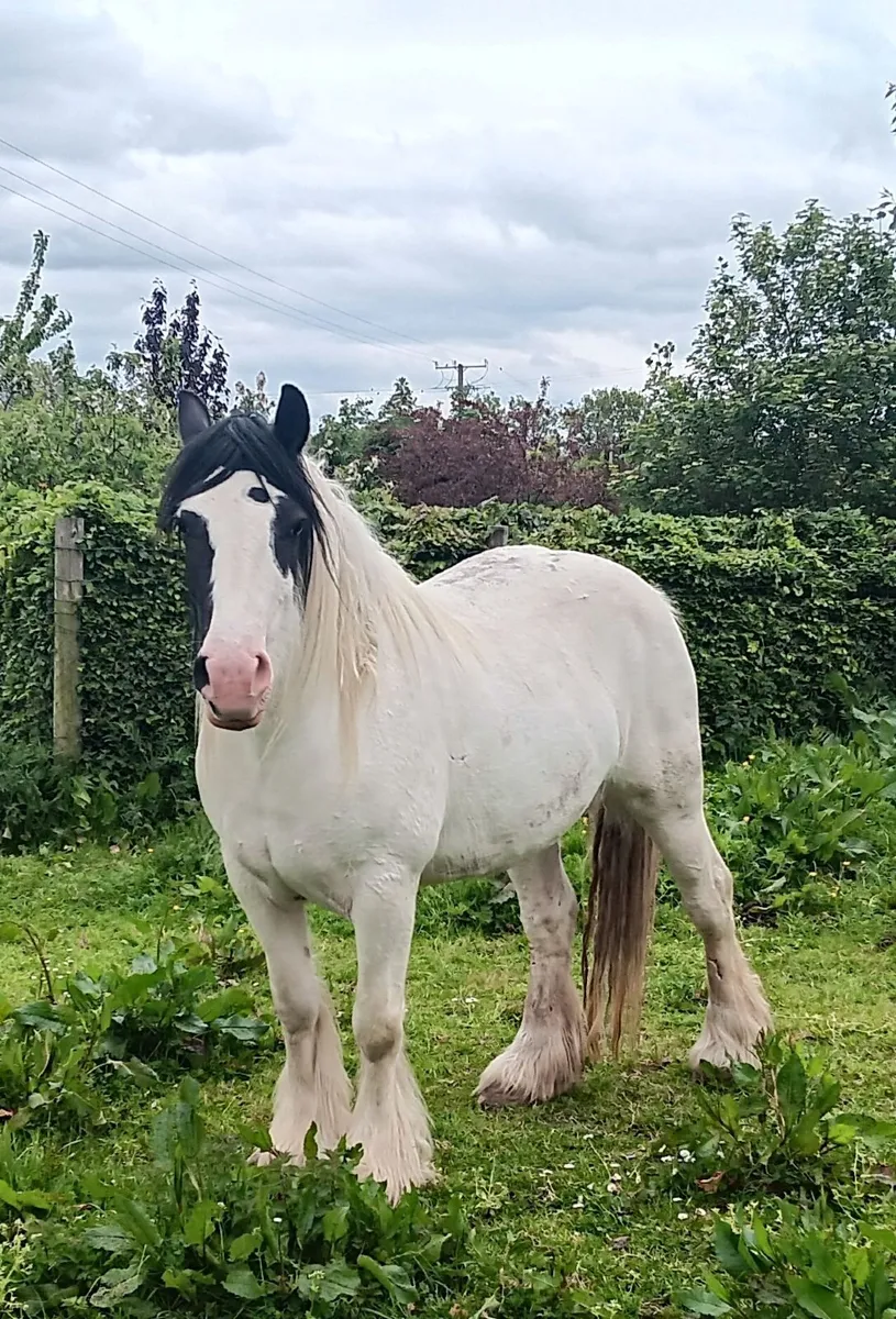 Heavy Cob Filly - Image 4