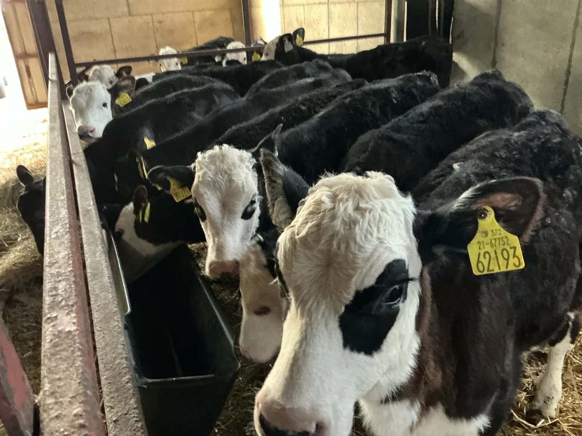 Reared calves - Image 1
