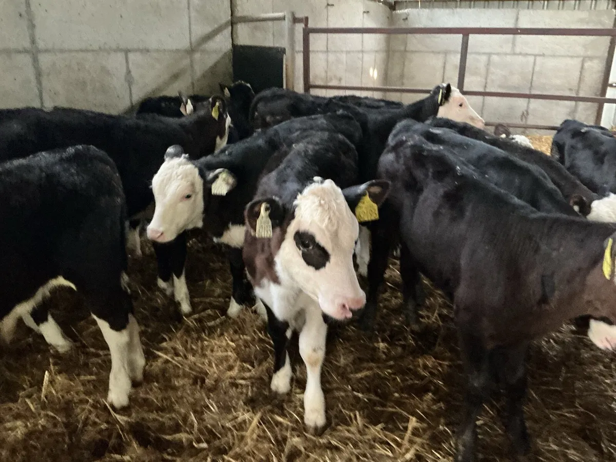 Reared calves - Image 2