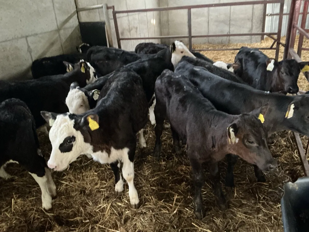 Reared calves - Image 3