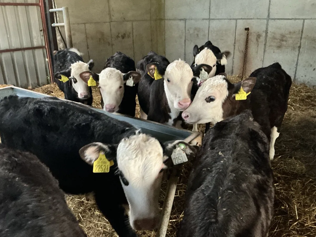 Reared calves - Image 4