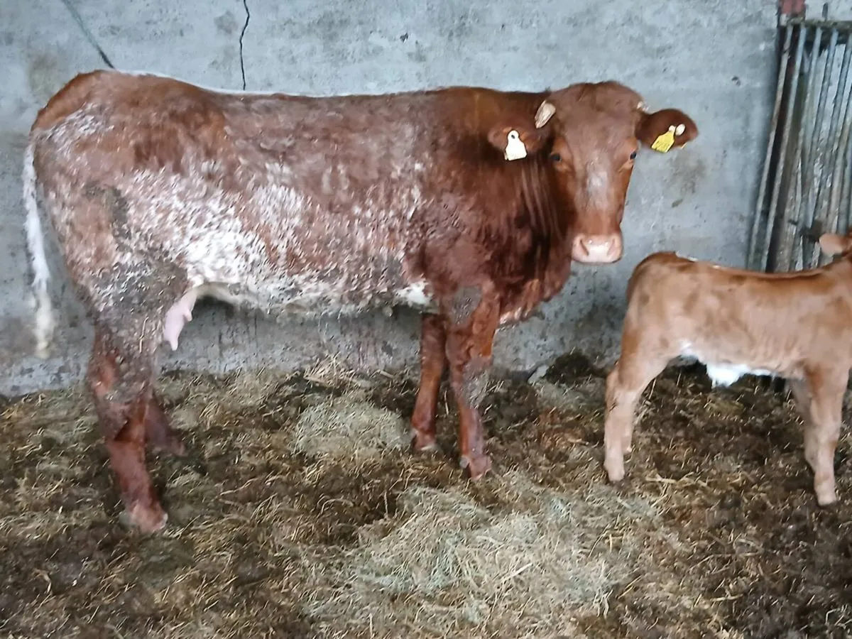 SUPER RONE HEIFER 5 🌟🌟🌟🌟🌟 with a SUPER BULL C - Image 2