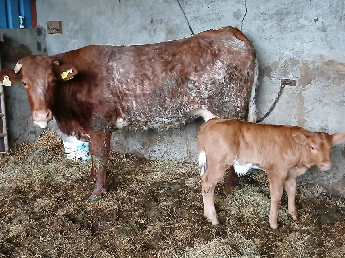 SUPER RONE HEIFER 5 🌟🌟🌟🌟🌟 with a SUPER BULL C - Image 3