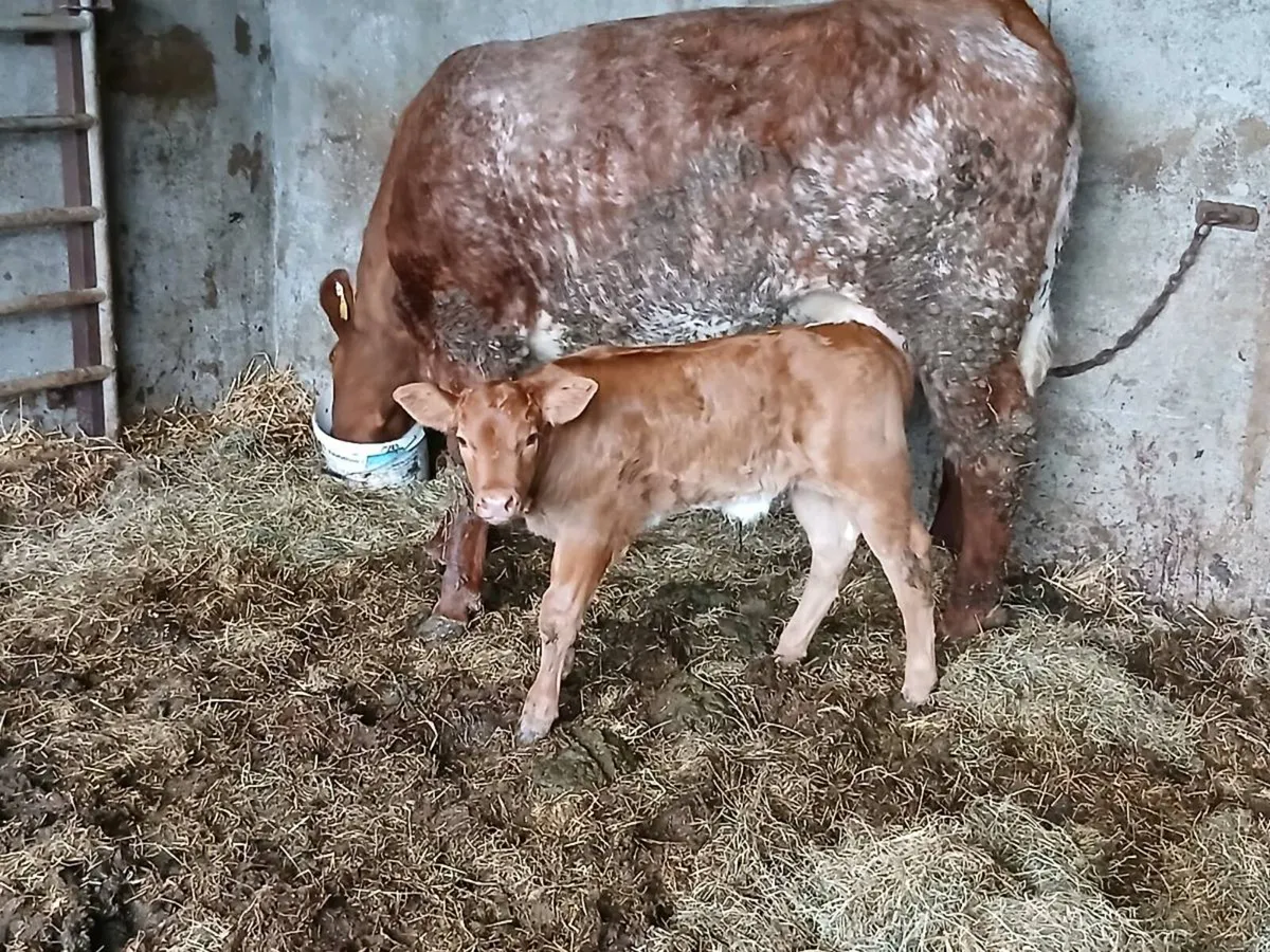 SUPER RONE HEIFER 5 🌟🌟🌟🌟🌟 with a SUPER BULL C - Image 4