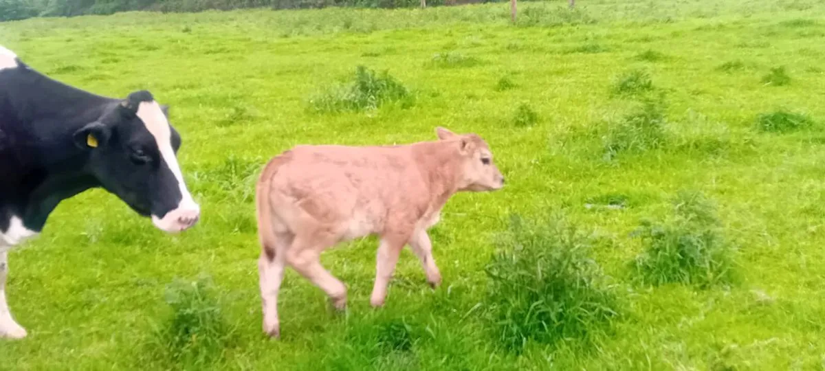 Suckler cow - Image 2