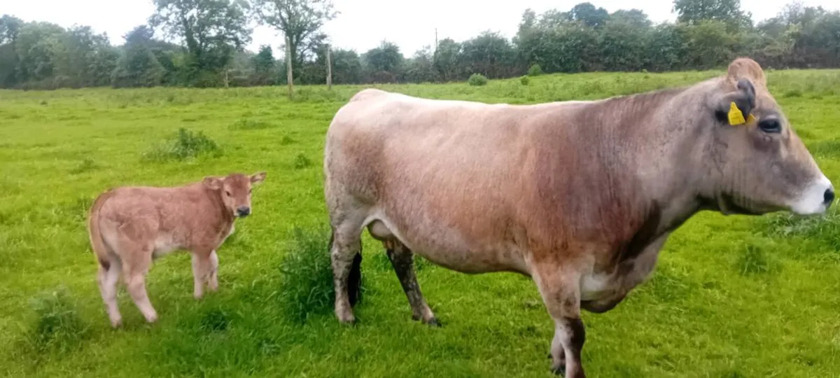 Suckler cow - Image 1