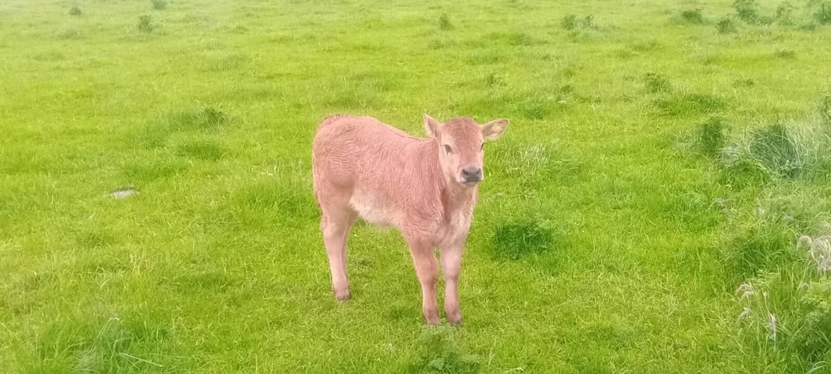 Suckler cow - Image 3