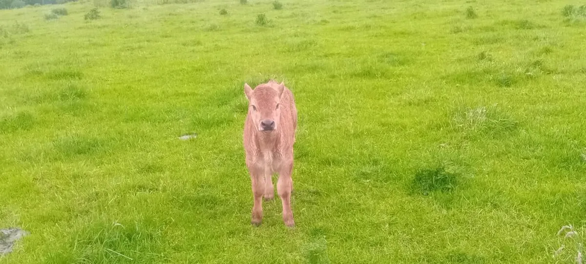 Suckler cow - Image 4