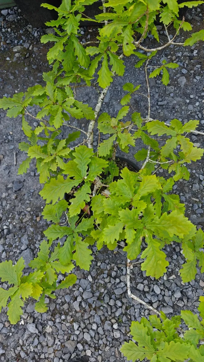 Green House Clearance Horse-chestnut, Oak trees - Image 1