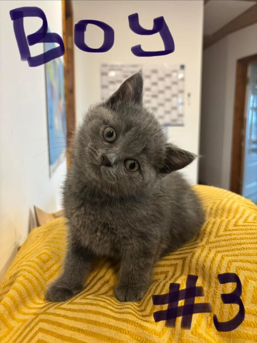 British shorthair kittens - Image 1
