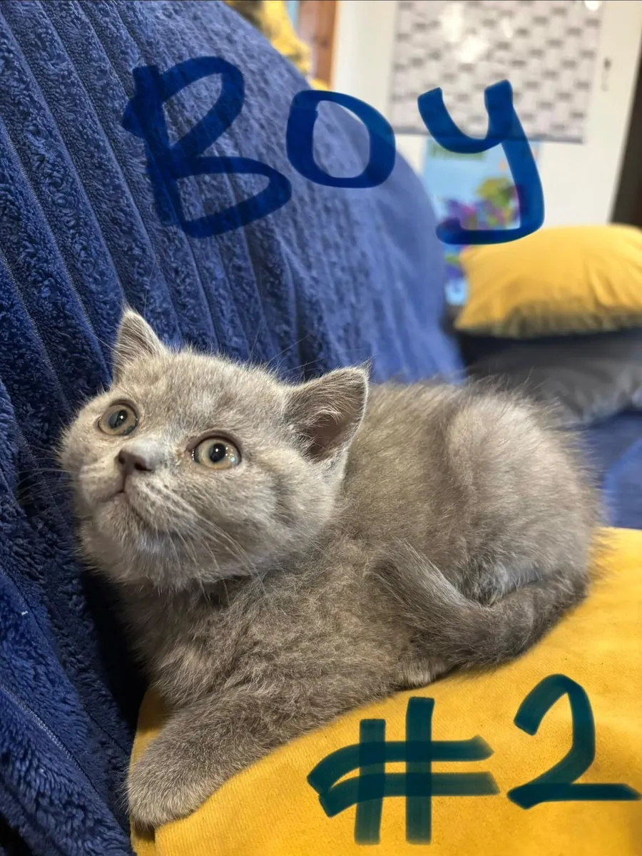 British shorthair kittens - Image 2