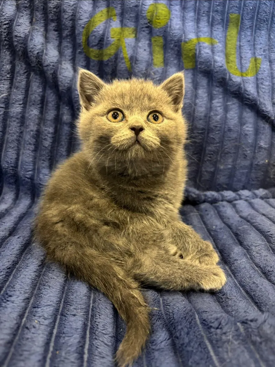 British shorthair kittens - Image 4