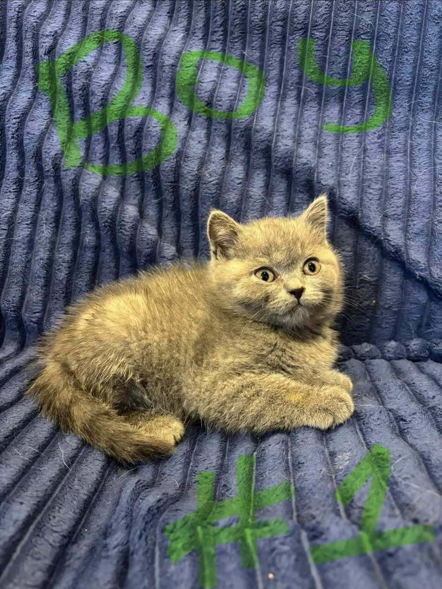 British shorthair kittens - Image 3