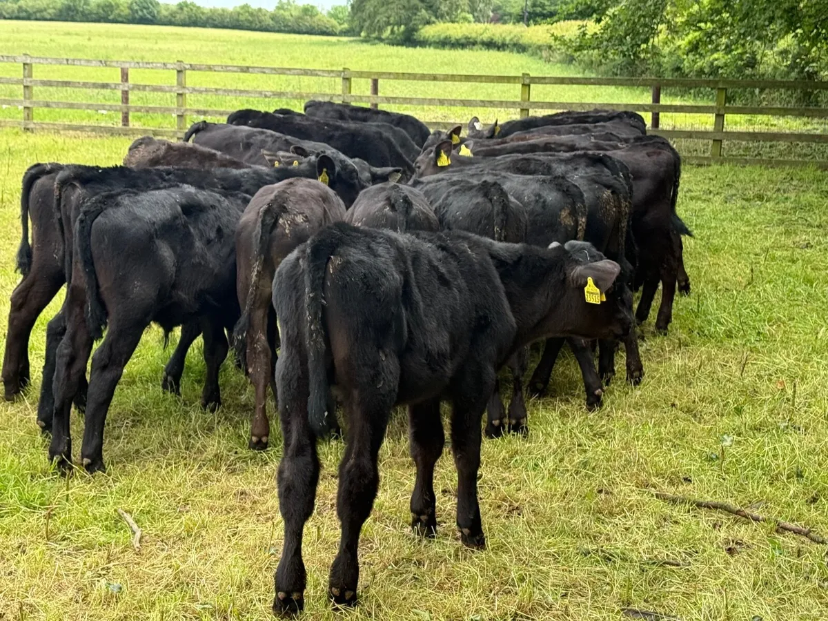 30 Top Quality Angus Bull Runners - Image 4