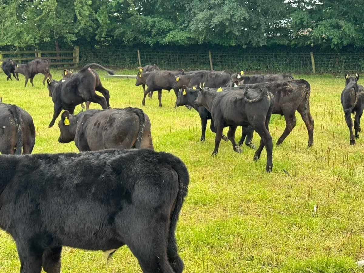 30 Top Quality Angus Bull Runners - Image 3