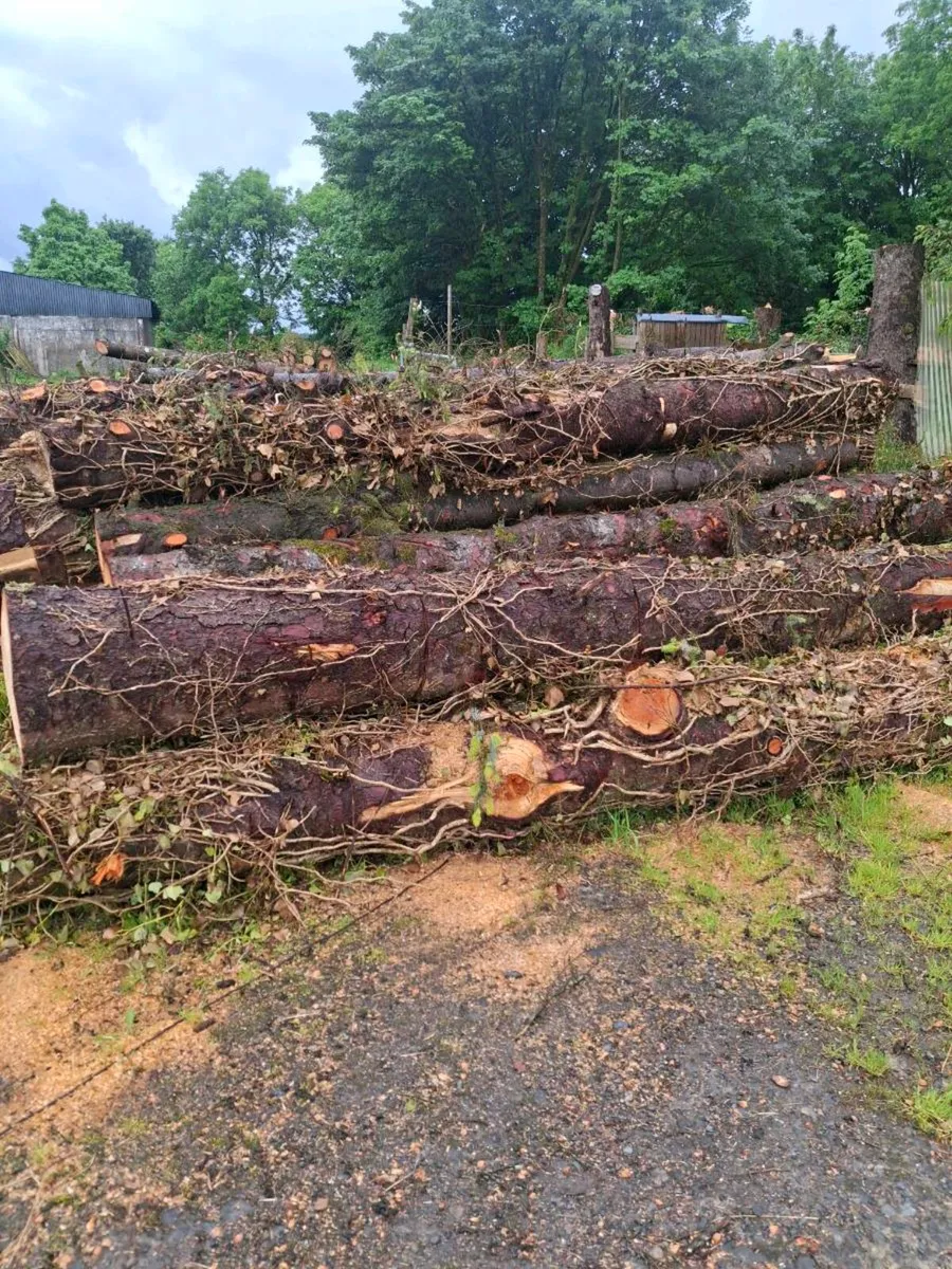 Tree Timber - Image 2