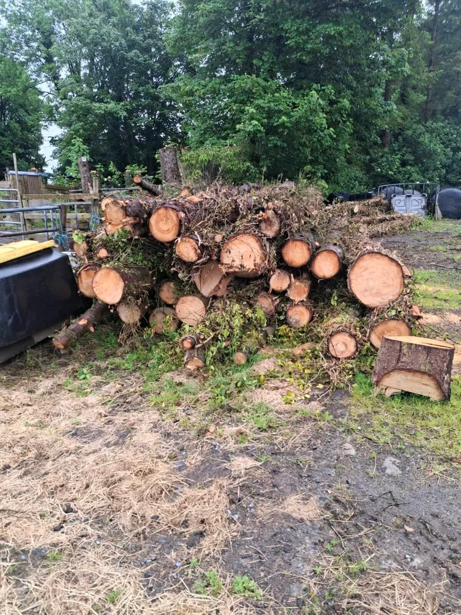 Tree Timber - Image 3