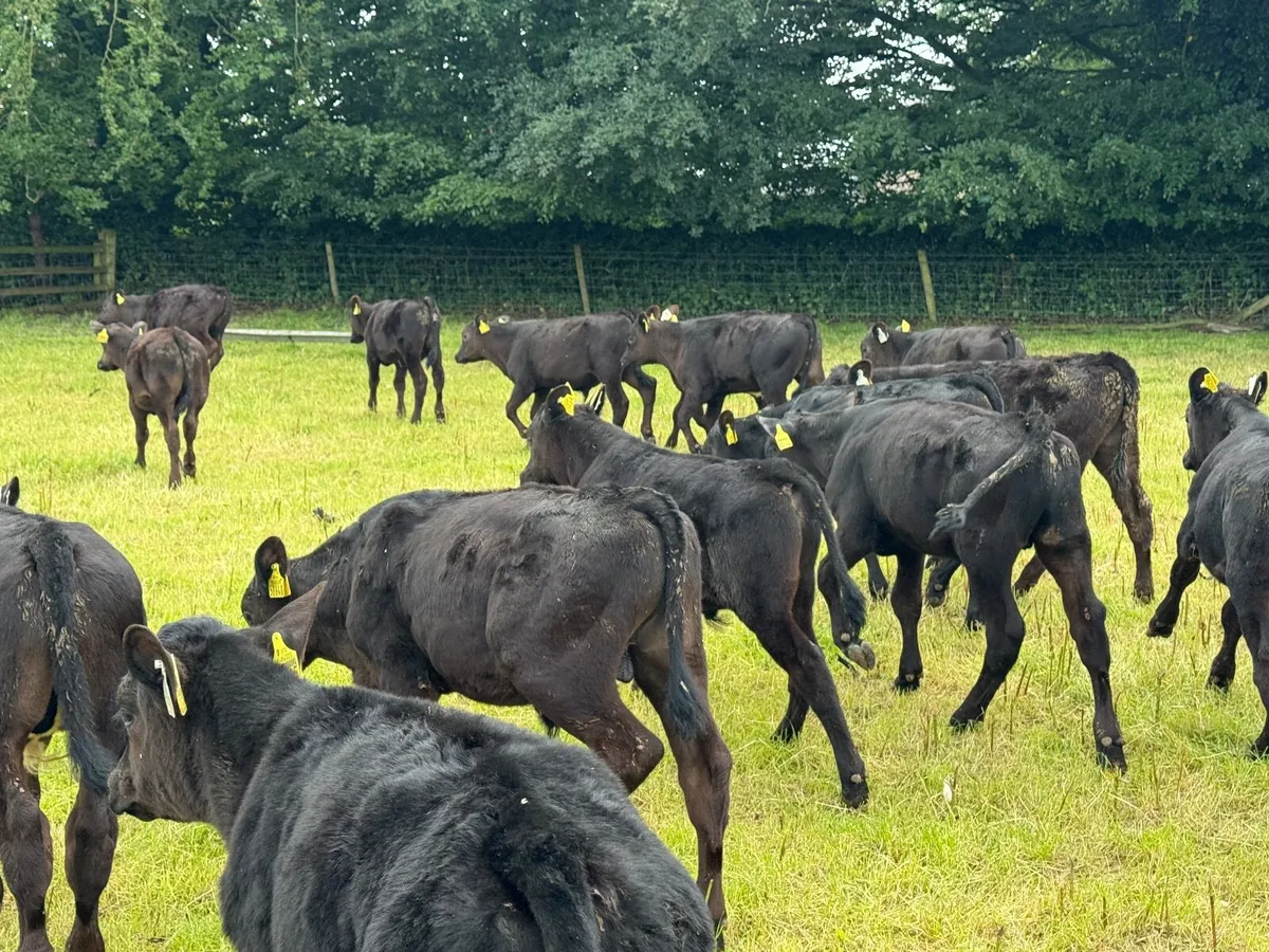 30 Top Quality Angus Bull Runners - Image 2