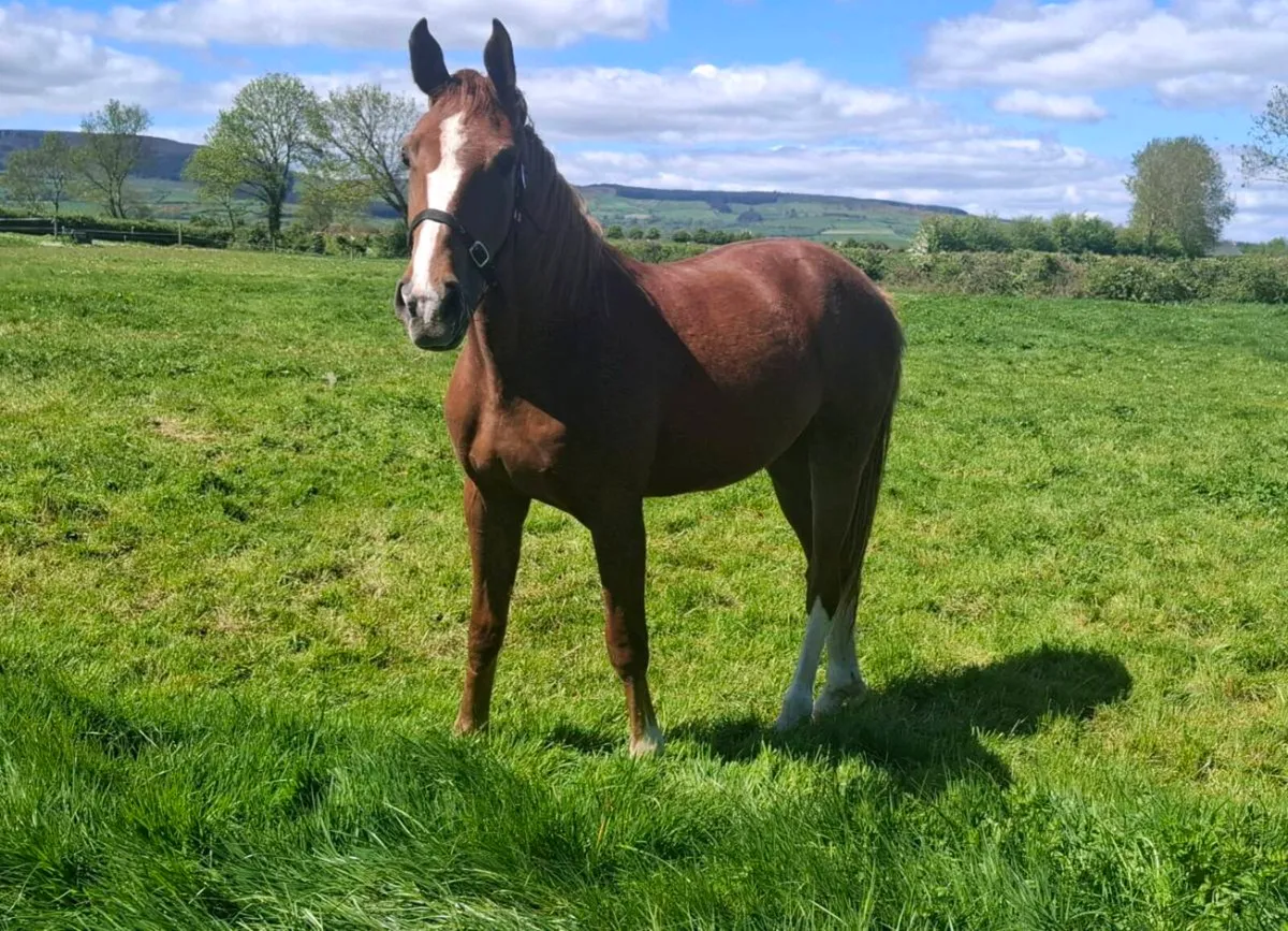2Yr Old Gelding - Image 1