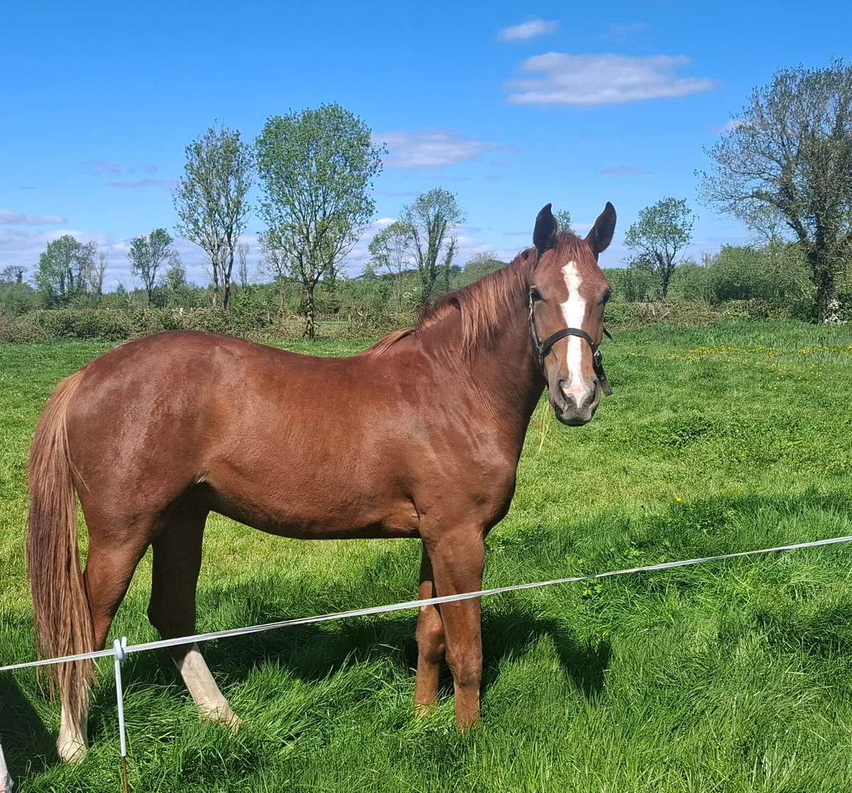 2Yr Old Gelding - Image 2