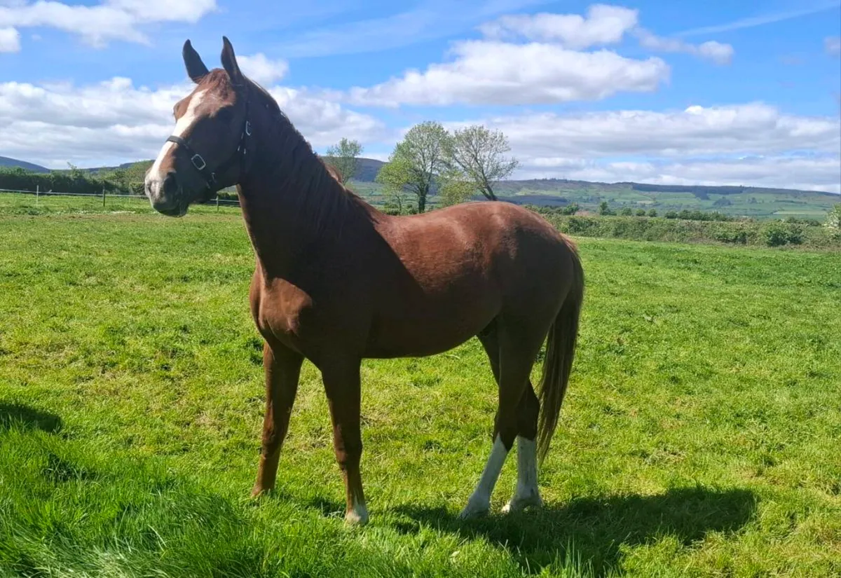 2Yr Old Gelding - Image 3