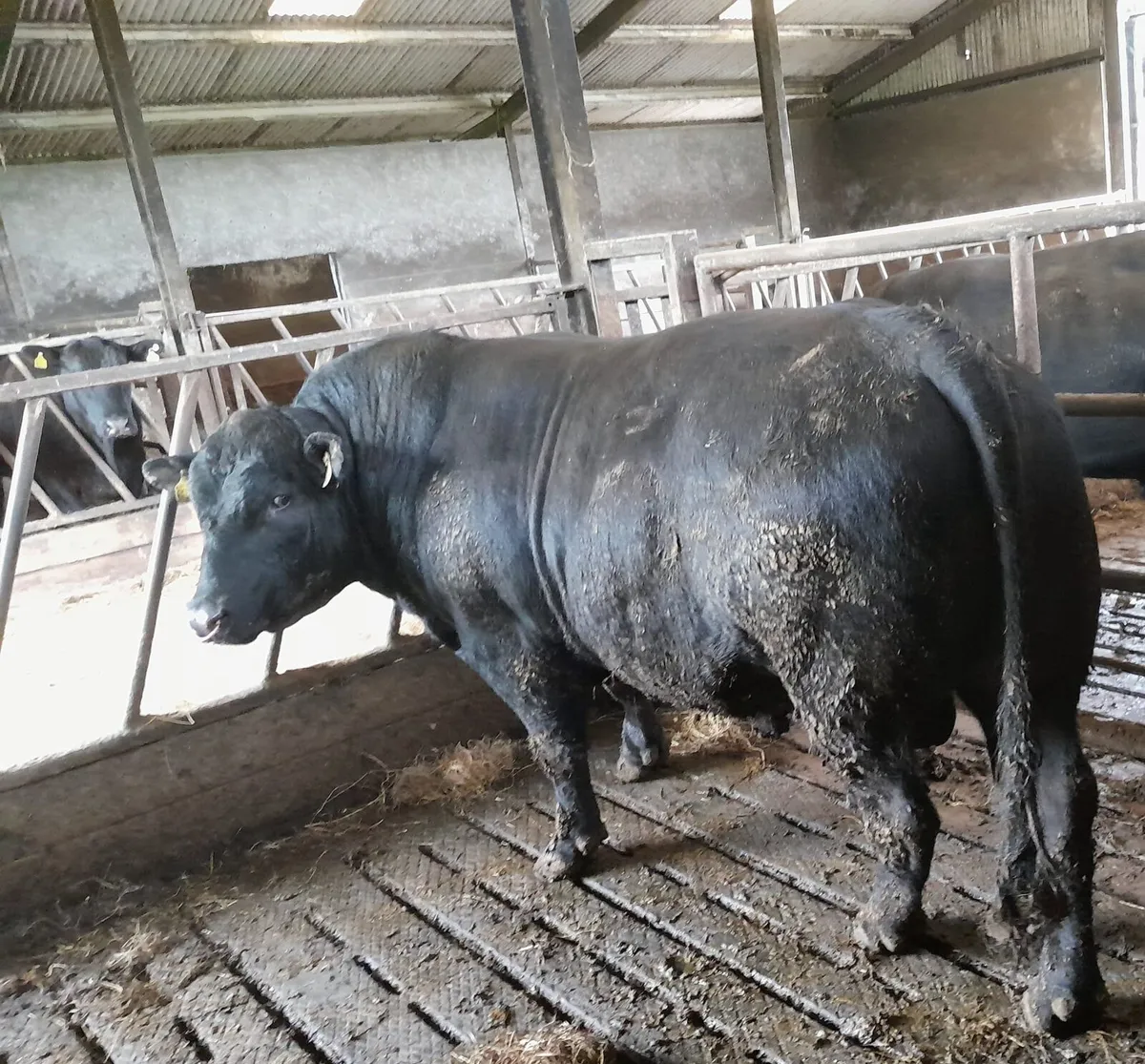 Pbr angus bull - Image 3