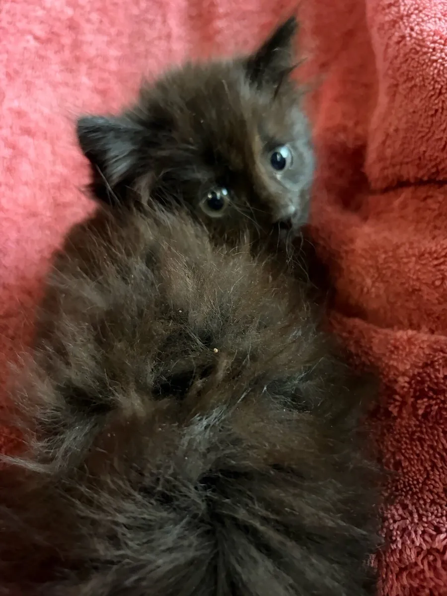 Kittens - Image 2