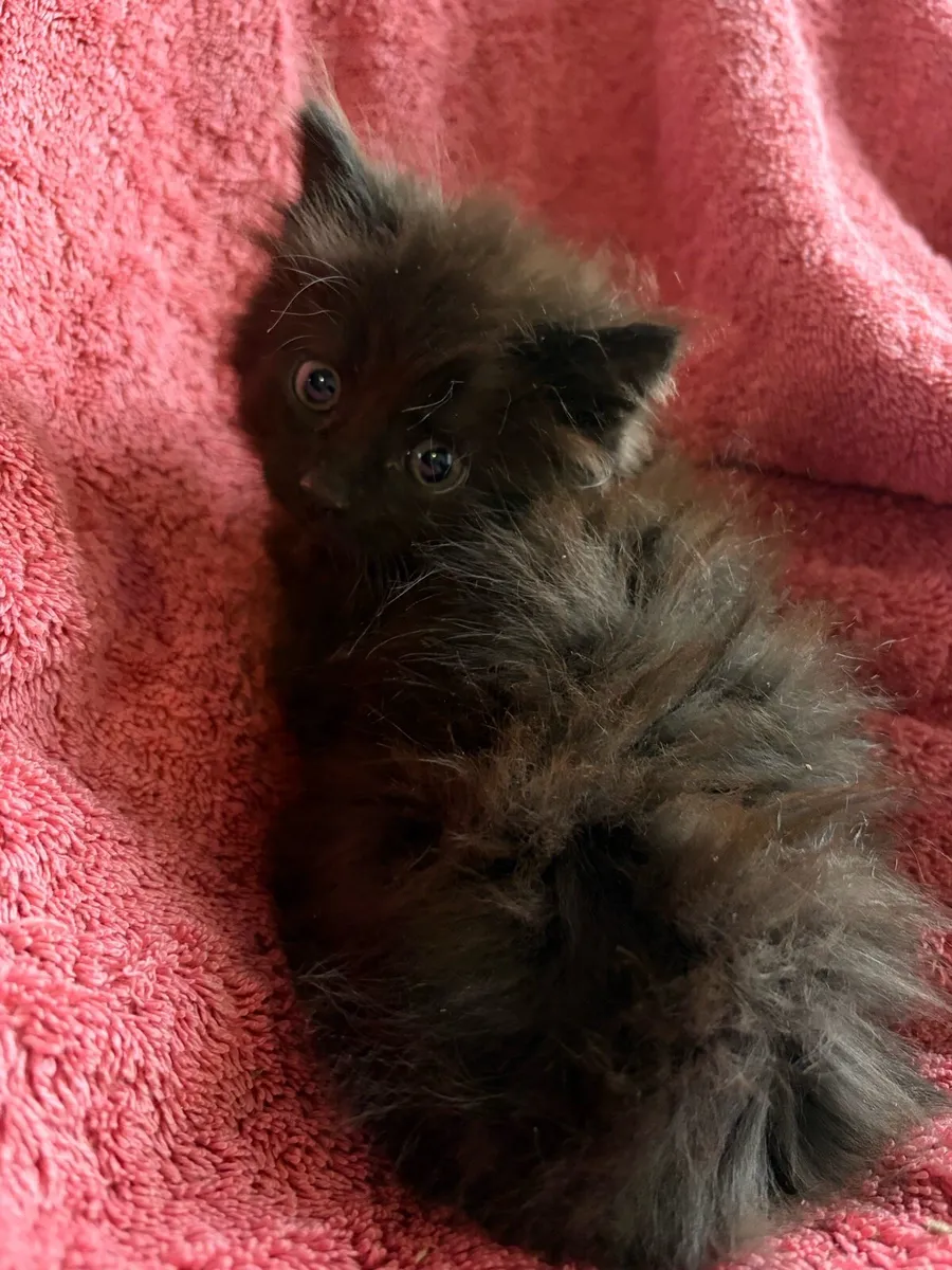 Kittens - Image 3