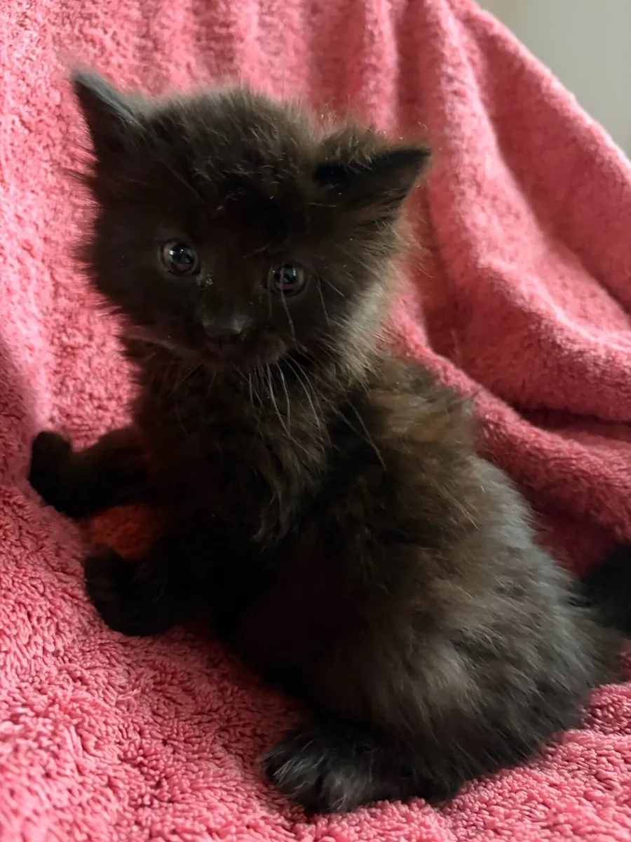 Kittens - Image 4