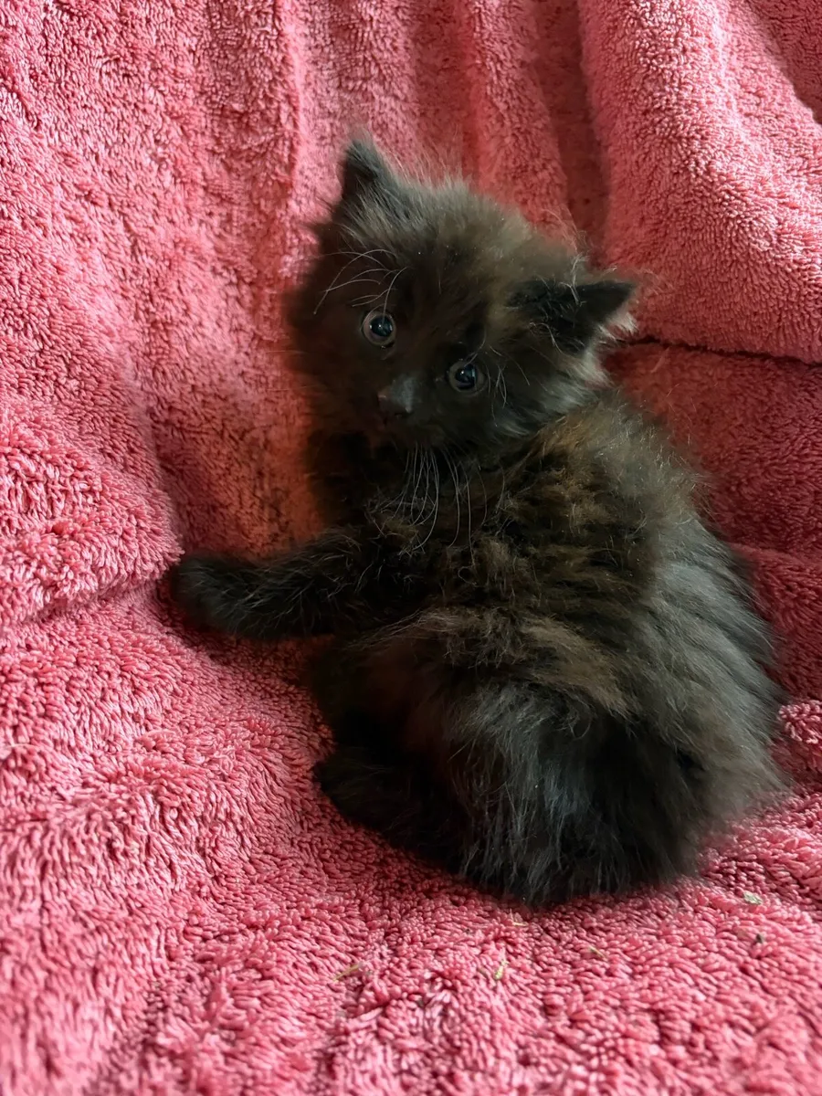 Kittens - Image 1