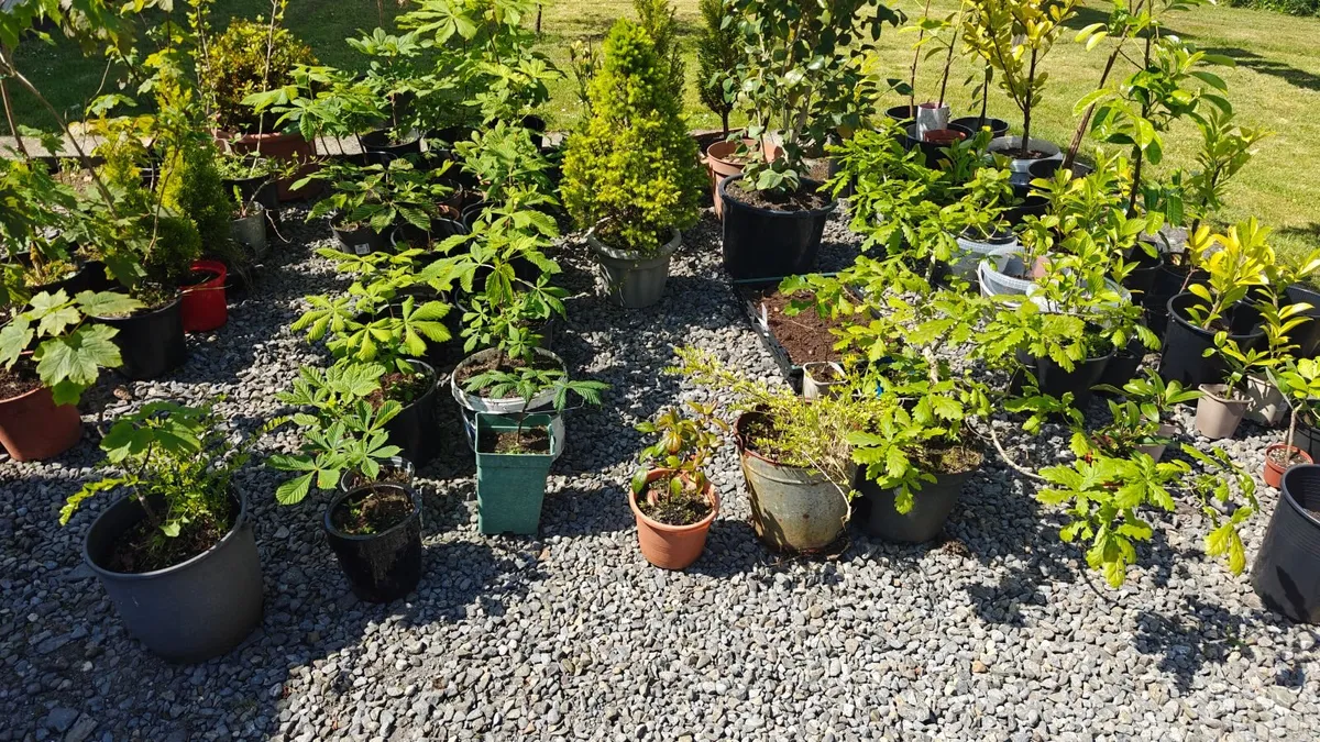 Green House Clearance Oak trees Cherry laraul - Image 1