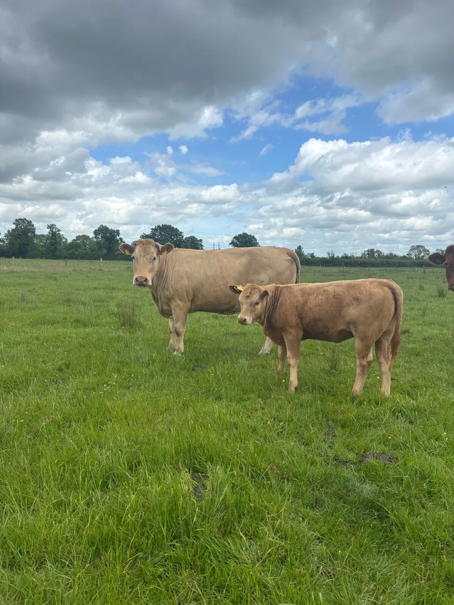 3 charlaois cows with strong calves at foot - Image 3