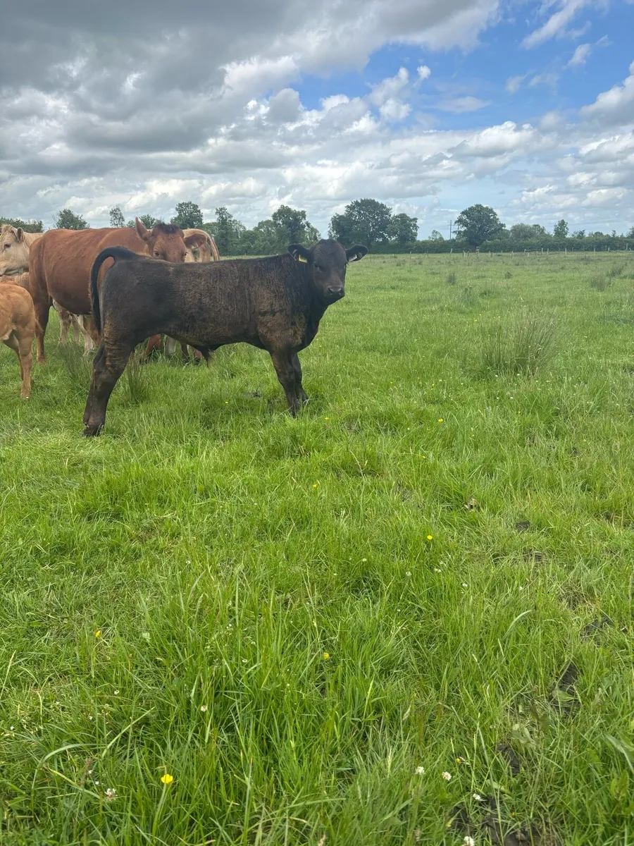 3 charlaois cows with strong calves at foot - Image 4