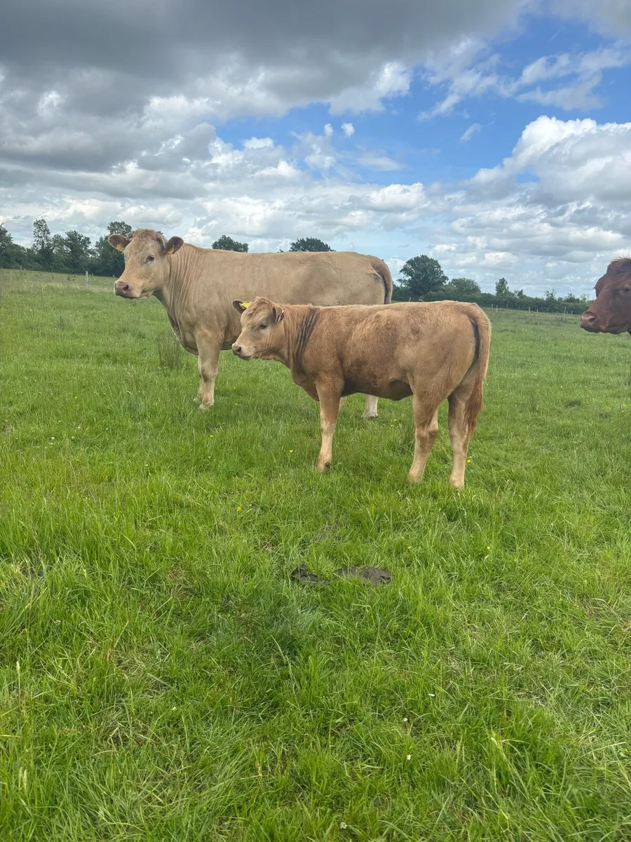3 charlaois cows with strong calves at foot - Image 1